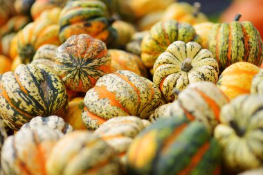 Dekoratif turuncu kabak Almanya çiftçi pazarda ekranda. Güneş ışığı turuncu süs balkabağı. Hasat ve Şükran kavramı.