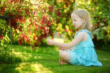 Sevimli küçük kız kırmızı kuş üzümü bir bahçede sıcak ve güneşli yaz gününde malzeme çekme. Küçük çocuklar için taze sağlıklı organik gıda. Yaz aylarında Aile aktiviteleri.