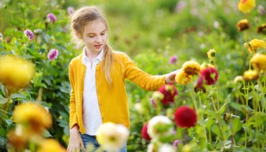 Sevimli küçük kız çiçek açması dahlia alanında oynuyor. Taze çiçekler dahlia çayırda güneşli yaz günü toplama çocuk. Çocuk annesi için çiçek seçimi.