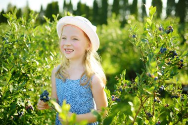 Sevimli küçük kız taze malzeme çekme organik blueberry çiftlik üzerinde sıcak ve güneşli yaz günü çilek. Küçük çocuklar için taze sağlıklı organik gıda. Yaz aylarında Aile aktiviteleri.