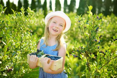 Sevimli küçük kız taze malzeme çekme organik blueberry çiftlik üzerinde sıcak ve güneşli yaz günü çilek. Küçük çocuklar için taze sağlıklı organik gıda. Yaz aylarında Aile aktiviteleri.