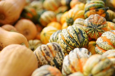 Almanya çiftçi pazarda ekranda dekoratif çizgili balkabağı. Güneş ışığı turuncu süs balkabağı. Hasat ve Şükran kavramı.