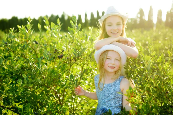 Niedliche Kleine Schwestern Pflücken Warmen Und Sonnigen Sommertagen Frische Beeren — Stockfoto