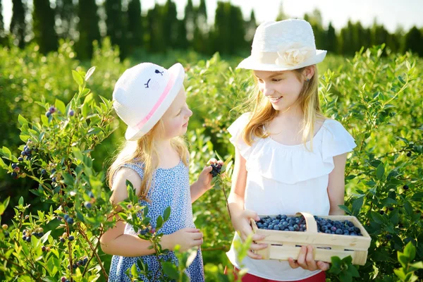 Hermanitas Lindas Recogiendo Bayas Frescas Granja Arándanos Orgánicos Día Verano —  Fotos de Stock