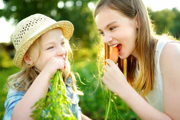 Dos Monas Hermanitas Sosteniendo Montón Zanahorias Orgánicas Frescas Comida Orgánica —  Fotos de Stock