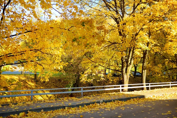 Colorful city park scene in the fall with orange and yellow foliage. Beautiful autumn scenery in Vilnius, Lithuania.