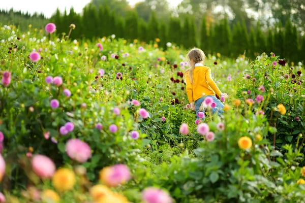 Cute Little Girl Playing Blossoming Dahlia Field Child Picking Fresh — Stock Photo, Image