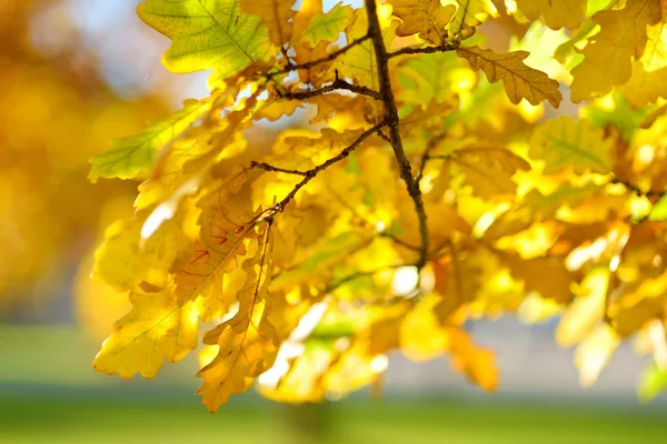 Schöne Goldene Eichenblätter Auf Einem Ast Einem Strahlenden Herbsttag — Stockfoto