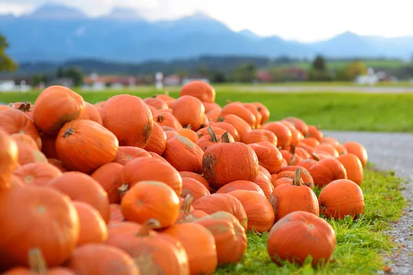 装饰橙色南瓜陈列在德国的农夫市场 橙色观赏南瓜在阳光下 收获和感恩概念 — 图库照片