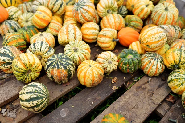 Dekorativ Orange Pumpor Displayen Jordbrukarna Marknaden Tyskland Orange Prydnads Pumpor — Stockfoto