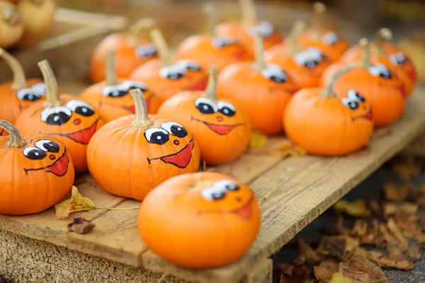 Dekorativ Orange Pumpor Displayen Jordbrukarna Marknaden Tyskland Orange Prydnads Pumpor — Stockfoto