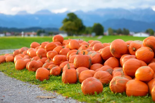 Dekorativ Orange Pumpor Displayen Jordbrukarna Marknaden Tyskland Orange Prydnads Pumpor — Stockfoto