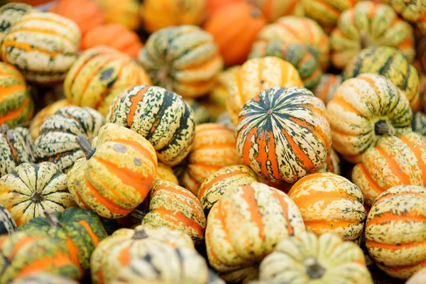 Dekorativ Orange Pumpor Displayen Jordbrukarna Marknaden Tyskland Orange Prydnads Pumpor — Stockfoto