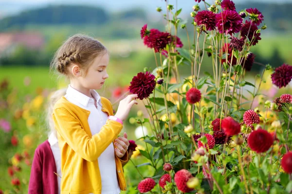 Linda Niña Jugando Floreciente Campo Dalia Niño Recogiendo Flores Frescas — Foto de Stock