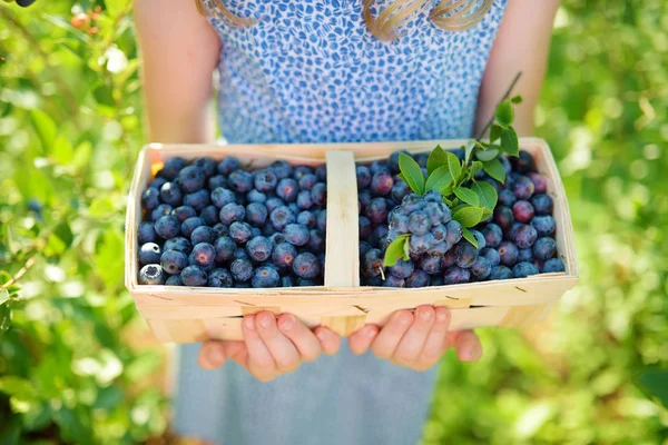 Little girl picking fresh berries on organic blueberry farm on warm and sunny summer day. Fresh healthy organic food for small kids. Family activities in summer.