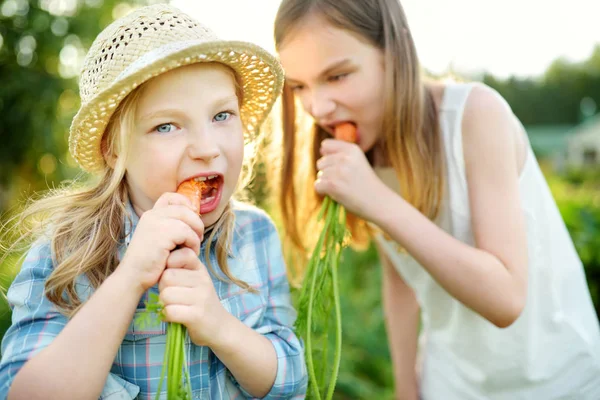 新鮮な有機ニンジンの束を持って つのかわいい幼い姉妹は 小さな子供のための健康的な有機食品を新鮮です 夏の家族の栄養 — ストック写真