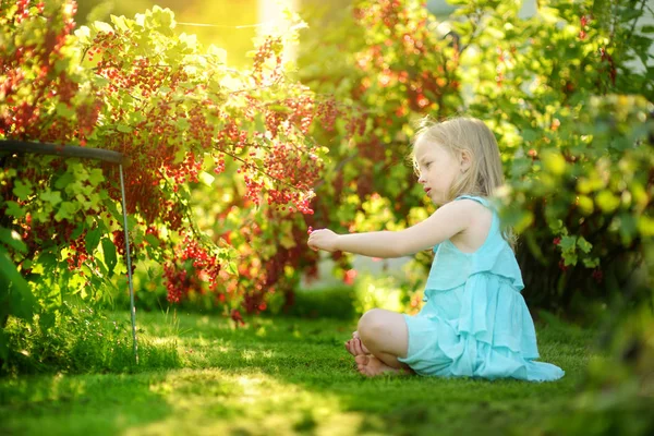 Söt Liten Flicka Plocka Röda Vinbär Trädgård Varm Och Solig — Stockfoto