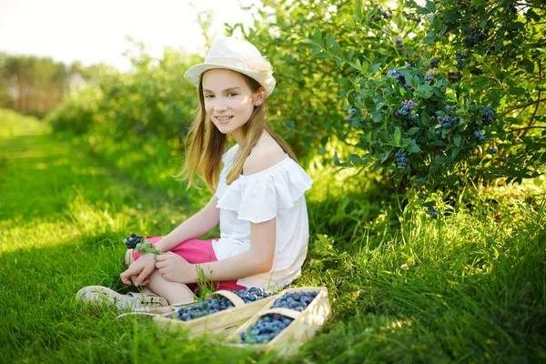 Linda Niña Recogiendo Bayas Frescas Granja Arándanos Orgánicos Día Verano — Foto de Stock