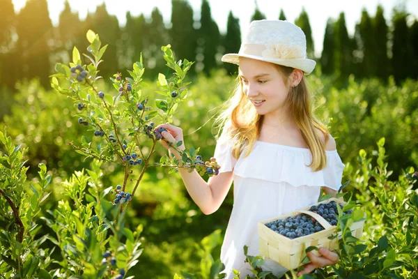 Schattig Klein Meisje Plukken Verse Bessen Biologische Bosbes Boerderij Warme — Stockfoto