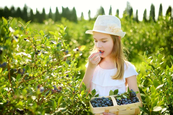 Linda Niña Recogiendo Bayas Frescas Granja Arándanos Orgánicos Día Verano —  Fotos de Stock