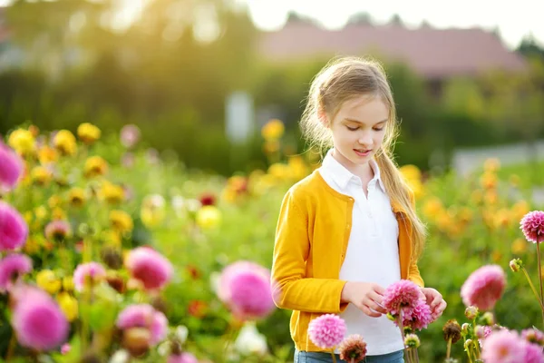 可爱的小女孩玩在盛开的大丽花领域 孩子采摘新鲜的花朵在大丽花草甸在晴朗的夏天天 孩子为她的母亲选择花 — 图库照片