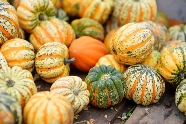 Dekorativa Randiga Pumpor Displayen Jordbrukarna Marknaden Tyskland Orange Prydnads Pumpor — Stockfoto