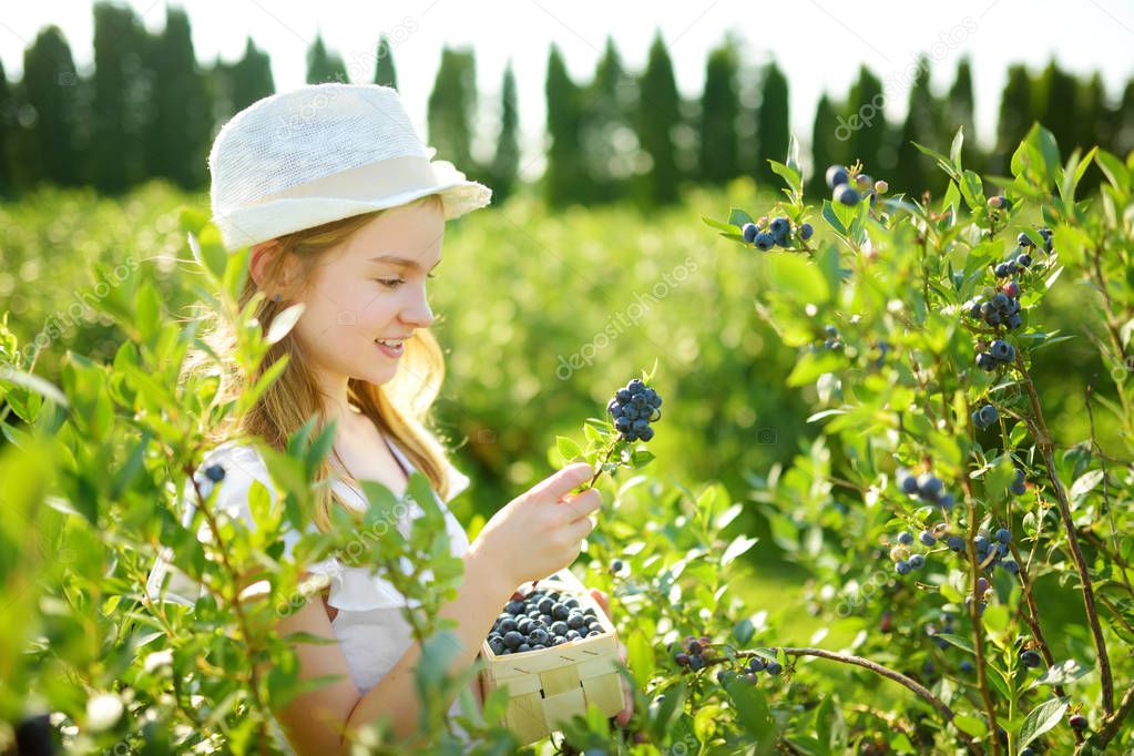 Cute little girl picking fresh berries on organic blueberry farm on warm and sunny summer day. Fresh healthy organic food for small kids. Family activities in summer.