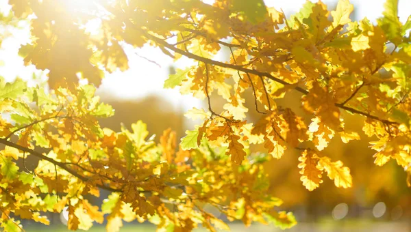 Schöne Goldene Eichenblätter Auf Einem Ast Einem Strahlenden Herbsttag — Stockfoto