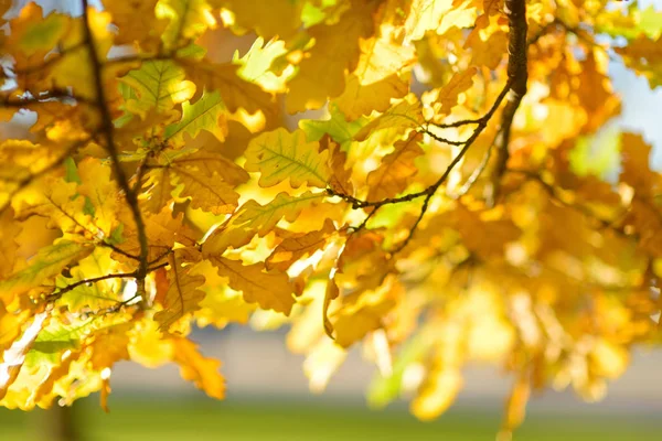 Schöne Goldene Eichenblätter Auf Einem Ast Einem Strahlenden Herbsttag — Stockfoto