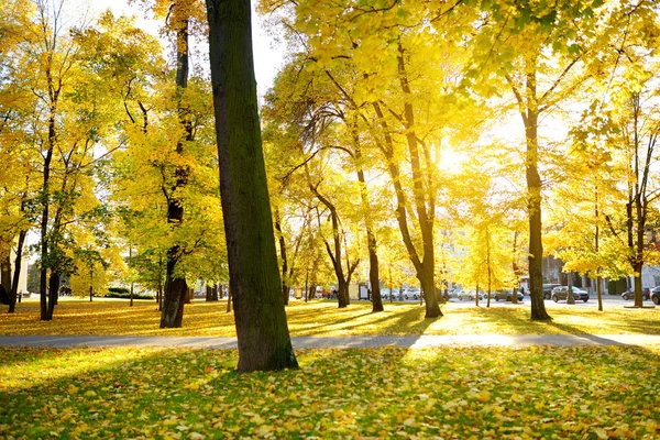 Renkli şehir park sahne ile turuncu ve sarı yaprakları sonbaharda. Güzel sonbahar sahne Vilnius, Litvanya.