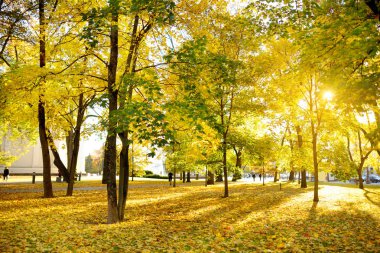 Renkli şehir park sahne ile turuncu ve sarı yaprakları sonbaharda. Güzel sonbahar sahne Vilnius, Litvanya.