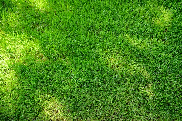 夏に完璧に刈られた新鮮な庭の芝生 黒点と活気に満ちた緑の草 — ストック写真