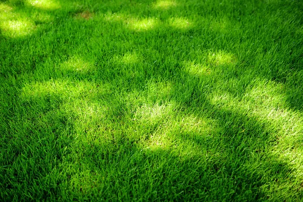 夏に完璧に刈られた新鮮な庭の芝生 黒点と活気に満ちた緑の草 — ストック写真