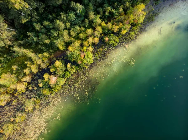 Vista Aérea Cima Para Baixo Costa Lago Gela Com Árvores — Fotografia de Stock