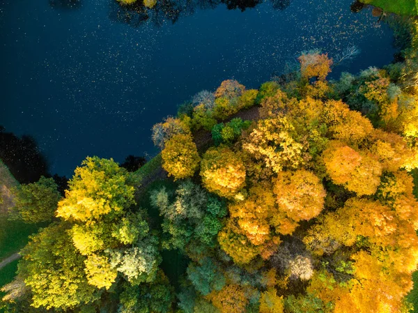 Kuşlar Sonbahar Orman Küçük Bir Göl Manzarasına Göz Turuncu Sarı — Stok fotoğraf