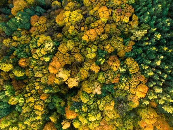 Vista Aérea Cima Para Baixo Floresta Outono Com Árvores Verdes — Fotografia de Stock
