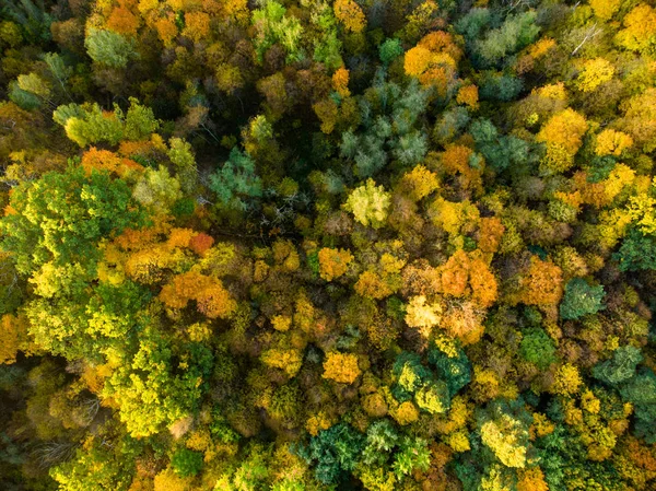 Vista Aérea Cima Para Baixo Floresta Outono Com Árvores Verdes — Fotografia de Stock