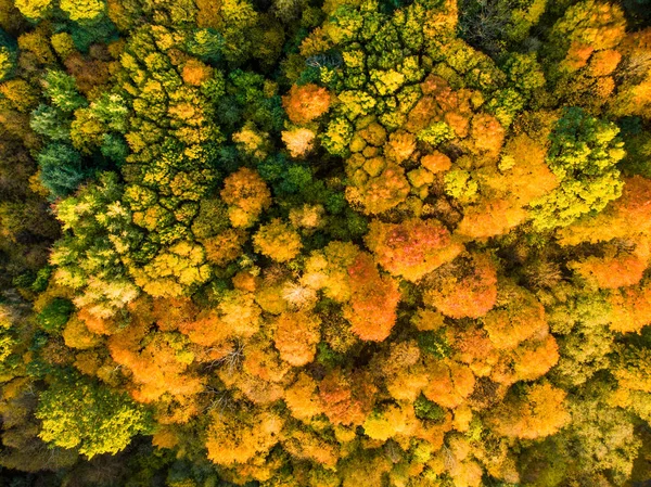 Cena Florestal Colorida Outono Com Folhagem Laranja Amarela — Fotografia de Stock