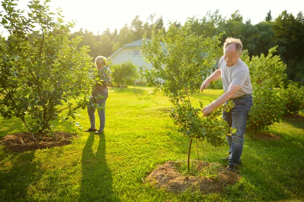 Casal Sênior Feliz Jardinagem Pomar Macieira — Fotografia de Stock