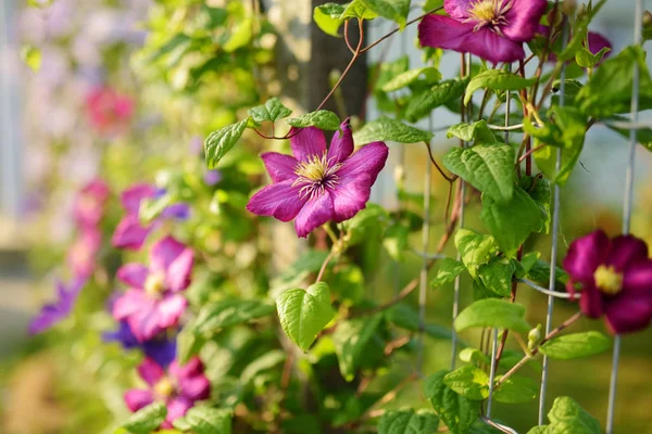 Flowering Pink Clematis Summer Season — Stock Photo, Image