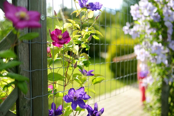 Blommande Rosa Klematis Sommarsäsongen — Stockfoto