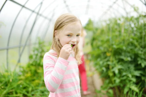 Adorable Little Girl Eating Fresh Organic Cucumber Greenhouse Warm Summer — Stock Photo, Image