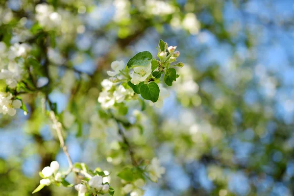 晴れた春の日に美しいアップルの木庭園 — ストック写真
