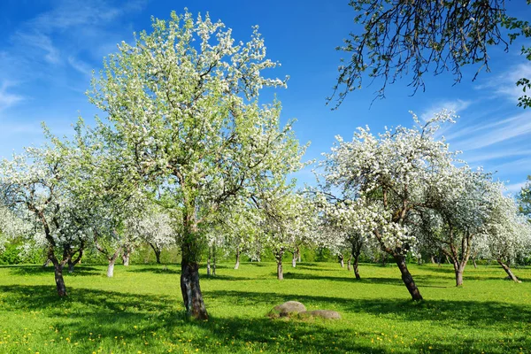 Krásné Staré Jablko Stromy Zahrada Rozkvétá Slunečný Jarní Den — Stock fotografie