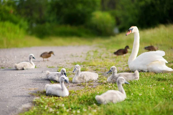 Matka Swan Její Mladý Lings Spočívající Zelené Trávě Rybníka — Stock fotografie