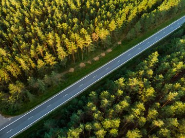 Çam ağaçları arasında iki şeritli yol ile sonbahar ormanın havadan görünümü