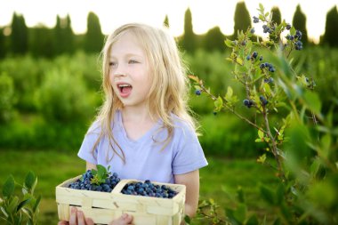 Taze malzeme çekme kız çilek organik blueberry çiftlik üzerinde üzerinde sıcak ve güneşli yaz gün