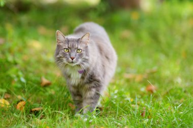 Açık havada güzel ve güneşli sonbahar günü üzerinde şirin kedi