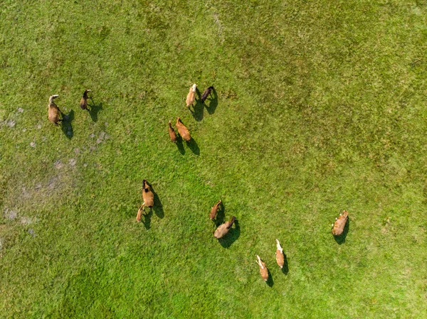 Luchtfoto Van Grazen Van Paarden Weide — Stockfoto