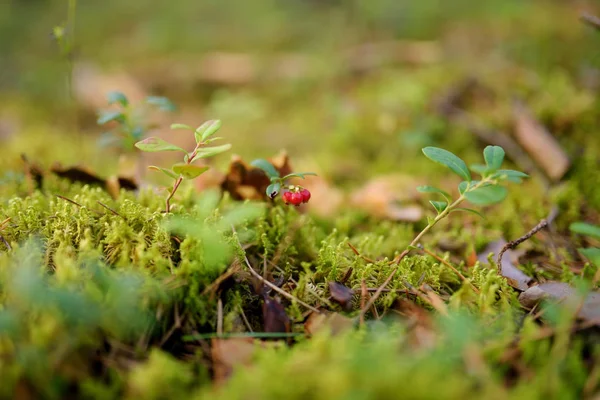 夏の緑のブッシュの野生の森林果実のクローズ アップ — ストック写真